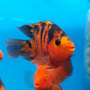 Red Tiger Parrot Cichlid 12-14cm