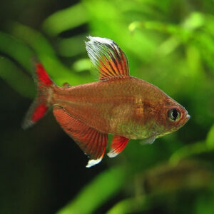 Rosy Tetra 2.5cm