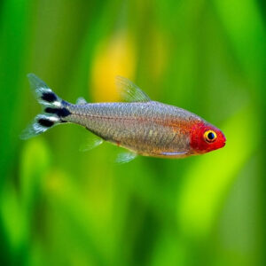 Rummy Nose Tetra 2.8cm IMP