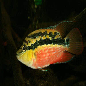 Salvini Cichlid 2.5"