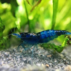 Black Bee Shrimp 1.5cm IMP