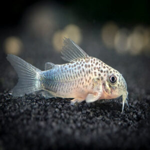 Similis Corydoras 2.5cm