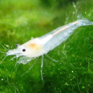 Snow Ball Shrimp