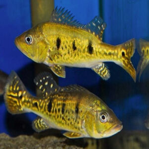 Spider Kelberi Peacock Bass 5cm