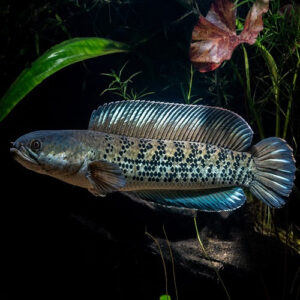 Stewartii Channa 5-7"