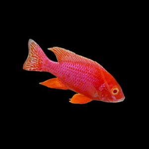 Strawberry Cichlid 2" IMP