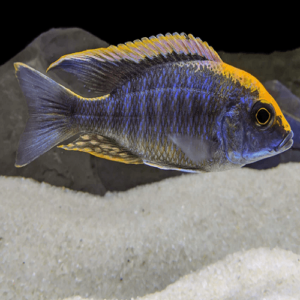 Sulfur Head Peacock Cichlid 2" IMP