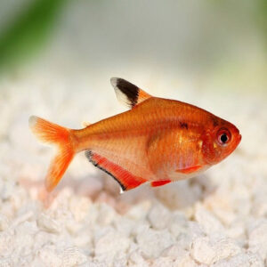 Surfi Tetra 3-3.5cm
