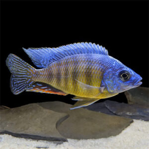 Taiwan Reef Cichlid 3" IMP