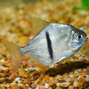 Thick Bar Dollar 3.5-4"