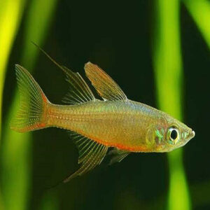 Threadfin Rainbow Male 2.5cm