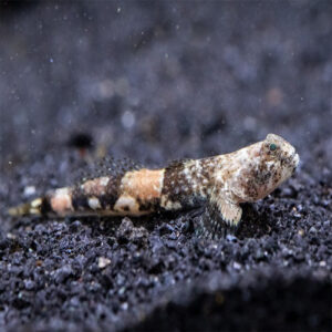 Tiger Goby 3cm