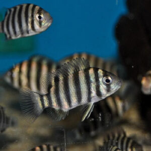 Tiger Tilapia Cichlid 3-3.5cm IMP