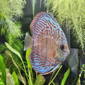 Tiger Turquoise Discus 2.5-2.75"