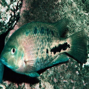 Vieja Melanurus Lago Peten 6"