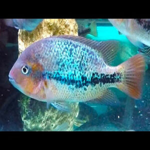 Vieja Zonatus Cichlid 3.5-4"