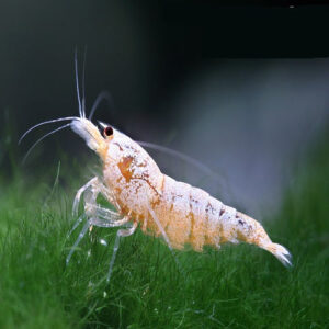 White Bee Shrimp 1.5cm