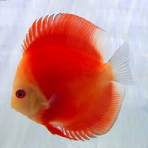 White Face Melon Discus 2"