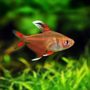 White Fin Tetra 2.5-3cm