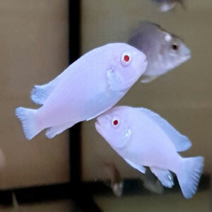 White Morph Cichlid Local 2-2.5"
