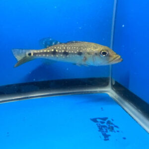 Xingu Cichla Peacock Bass 5-6cm