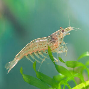 Yamato Shrimp XL