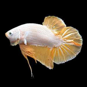 Yellow Copper Plakat Bettas