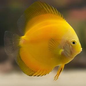 Yellow Discus 2"