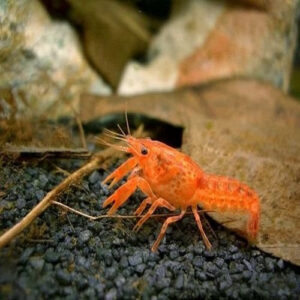Yellow Dwarf Mexican Crayfish 2-2.5cm
