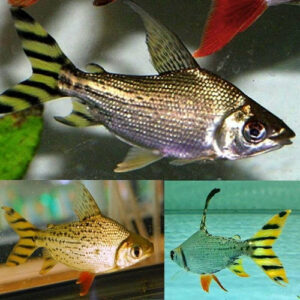 Yellow Flagtail 4-5cm