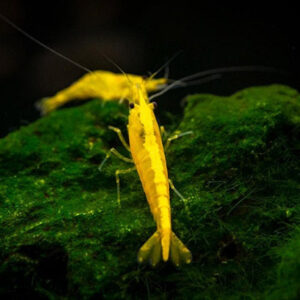 Yellow Golden Back Shrimp IMP